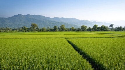 Naklejka premium Serene Green Rice Paddy Fields with Mountain backdrop