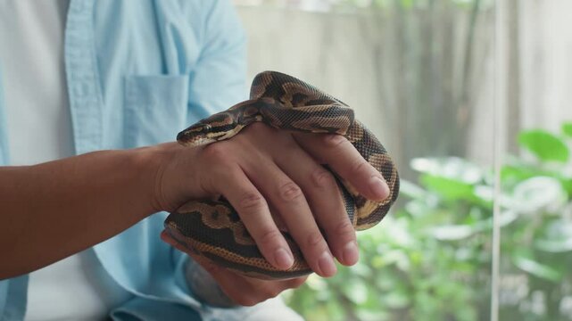 Chest up shot of hands of unrecognizable male owner petting small python in front of camera at home