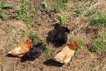 Galician free-range laying hens in countryside nature on moist soil, mud, fresh green and dry grass, wild plants. Typical poultry from Melide village, La Coruña, Galicia.	