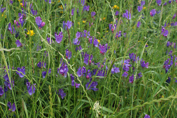 Violet, lilac, purple, violet and pink wild flowers in green meadow field on cloudy spring day in Serra do Careón, Melide village, La Coruña, Galicia.