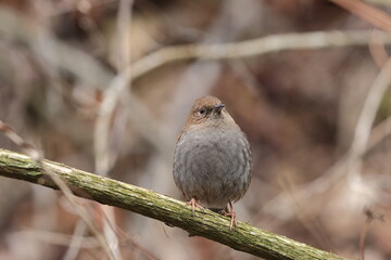 Japanese Accentor spending winter in low mountains