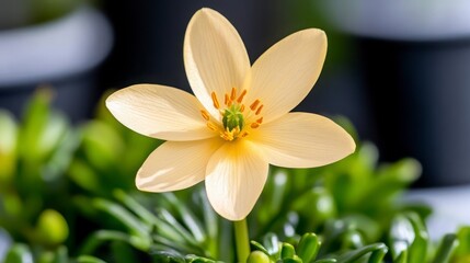 Delicate Yellow Flower Blooming Among Lush Green Leaves Outdoors