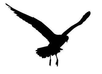 Seagull flying silhouette