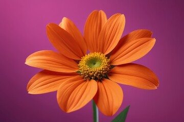 Obraz premium there is a close up of a flower with a purple background