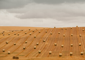 Hay bales in a line on the farmland of Australia