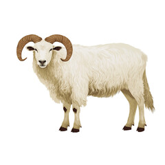 Fototapeta premium Fluffy white sheep with curved horns stands gracefully in serene pose