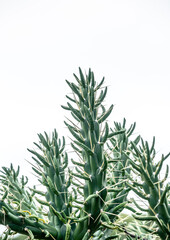 Cactus plant on white background