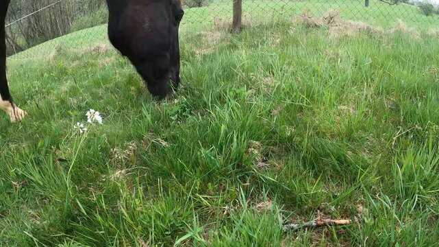 Hungriges Pferd frisst gierig Gras auf der Koppel. Pferd beim fressen auf der Wiese