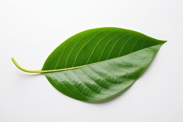 there is a green leaf that is laying on a white surface