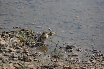 Grasslands Rockcreek Saskatchewan Scenery