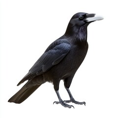 A black crow with a distinctive white beak stands against a stark white background. The bird is positioned in a three quarter view, showcasing its