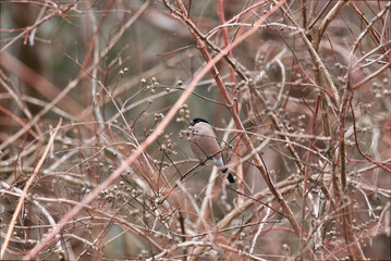 Bullfinch spending winter in low mountains