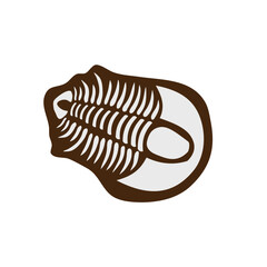 fossil of a trilobite