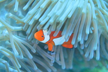 Beautiful sea Philippines