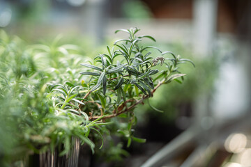 Rosemary bush extends sideways from pot under shelf UV lighting indoors. Homegrown produce, healthy food and seasoning, self sufficiency in greenhouse or indoor garden, thriving plants for medicine