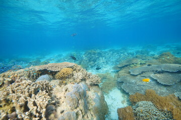 Beautiful Sipadan
