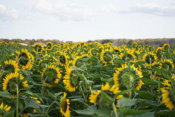 Obraz premium field of sunflowers