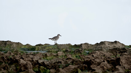 the sean and the bird