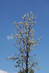 Pale yellow flowering tree Heterophragma sulfureum from deciduous forest in Northern Thailand