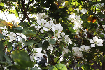Mountain ebony or White orchid tree (Bauhinia variegata) blooming flowers