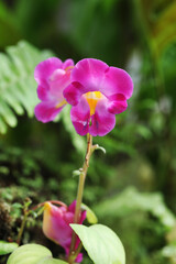 Spectacle Balsam (Impatiens putii) rare and endemic species from limestone mountain in southern Thailand