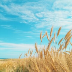 Fototapeta premium Golden wheat field under blue sky.
