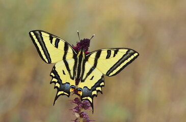 Papilio alexanor 1104