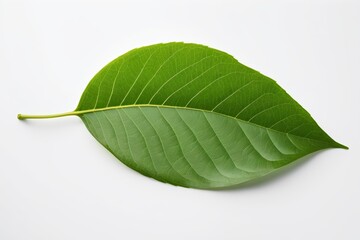 there is a green leaf that is laying on a white surface