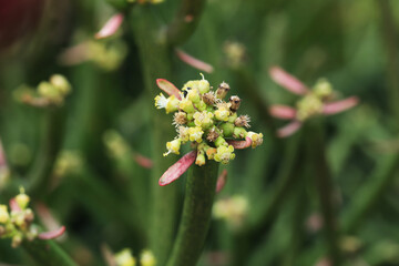 Indian tree spurge (Euphorbia tirucalli) with blooming flowers