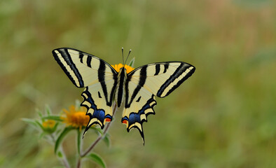 Papilio alexanor 1105