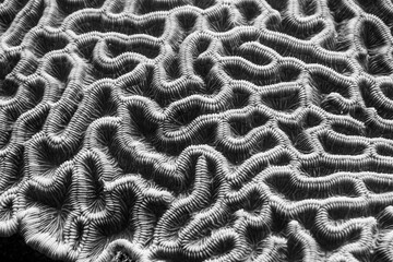 black and white brain coral photograph