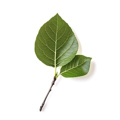 Fototapeta premium birch tree isolated on white background, clipping path.