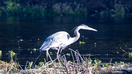 Gray Egret wading in the Salt River near Mesa Arizona United States