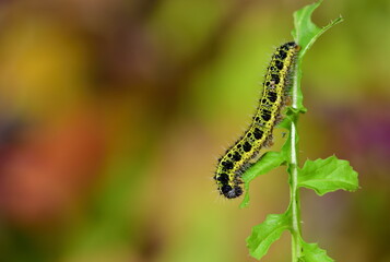 Pieris brassicae  1167