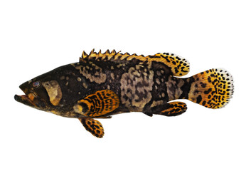 Juvenile Giant grouper (Epinephelus lanceolatus)
