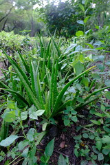 Aloe Vera Plant in Natural Garden Setting with Lush Greenery