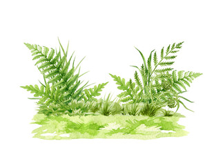 Green fresh grass background watercolor illustration. Lush grass close up landscape natural element. Fern, grass, fresh herbs and natural plant in floral design element on white background