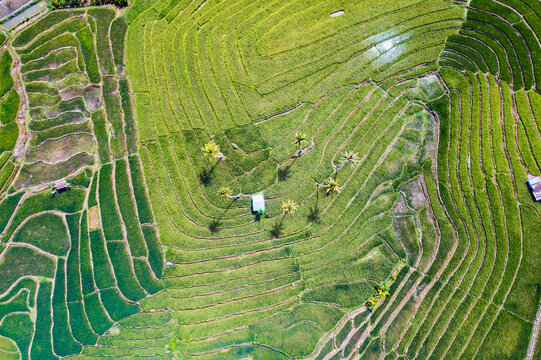 Aerial top down view of green rice paddies, Bohol, Philippines