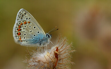 Polyommatus icarus 1168