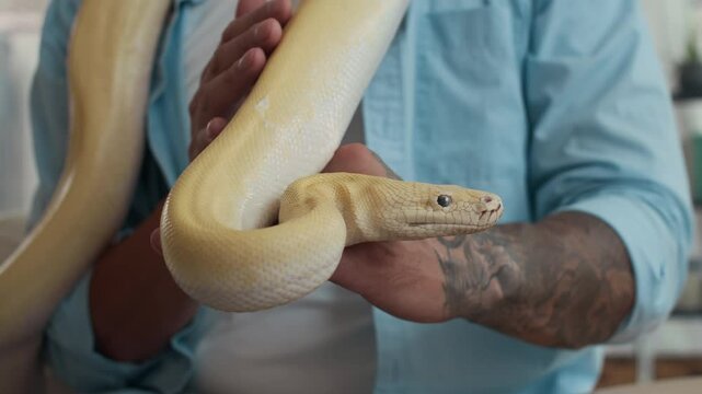 Cropped shot of albino pet python wriggling in hands of unrecognizable tattooed man indoors