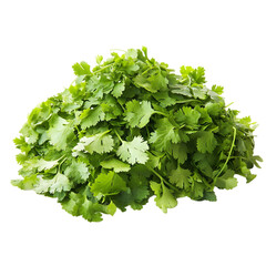 Obraz premium A close up of a green lettuce on white background