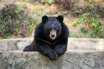 asiatic black bear in zoo
