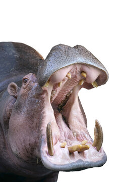 hippopotamus  with a wide open mouth displaying dominance isolated