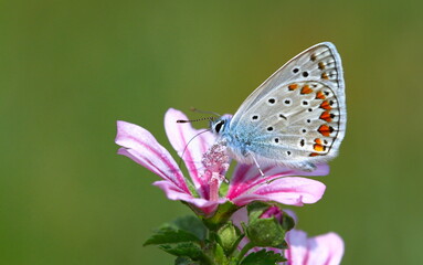 Polyommatus icarus 1169