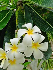 White frangipani flower on the tree