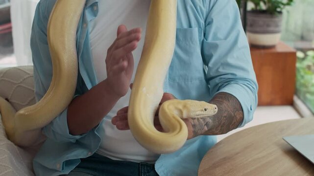 Tilt down shot of multi-ethnic man stroking and observing yellow pet snake while sitting in living room