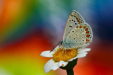 Polyommatus icarus 1170