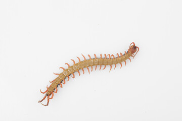 Centipede refers to all arthropods. The body is thin and long, and consists of several segments, with each segment having a pair of feet.