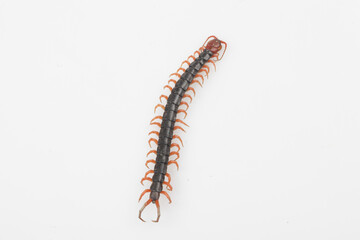 Centipede refers to all arthropods. The body is thin and long, and consists of several segments, with each segment having a pair of feet.