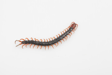 Centipede refers to all arthropods. The body is thin and long, and consists of several segments, with each segment having a pair of feet.